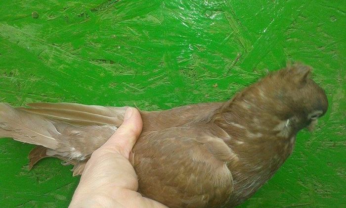 12899681_560389280801060_1497446946_n