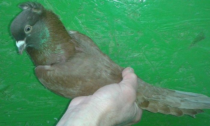 12900049_560389264134395_1137767720_n