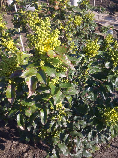 mahonia