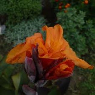 Download (1) - A CANNA INDICA