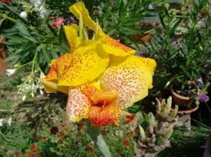 Download (2) - A CANNA INDICA