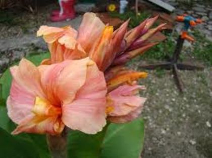 Download (3) - A CANNA INDICA