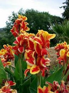 Download (4) - A CANNA INDICA