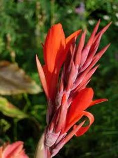 Download (5) - A CANNA INDICA