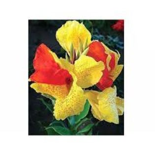 images (43) - A CANNA INDICA