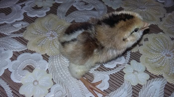 Puisor araucana  potarnichiu - Pui 2016 seria 1