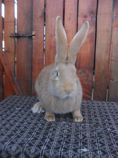 Mascul 2015 pt. Cernavoda