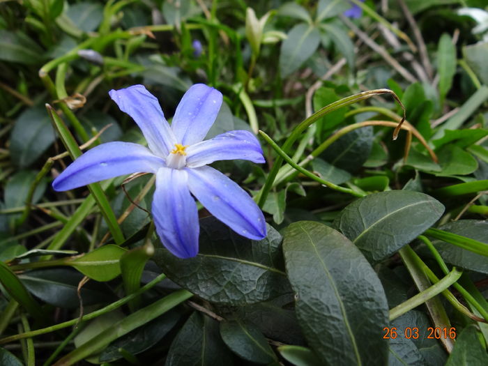 Chinodoxa...sufocata de Vinca