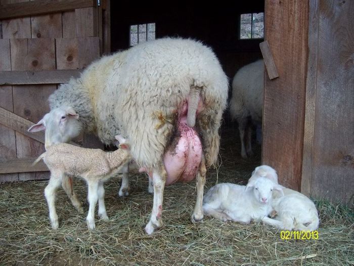 Fresiana cu mielusei