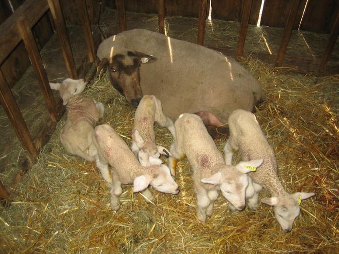 Oaia cu miei multi-uy76