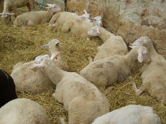 Oi Fresiene de lapte-7hg