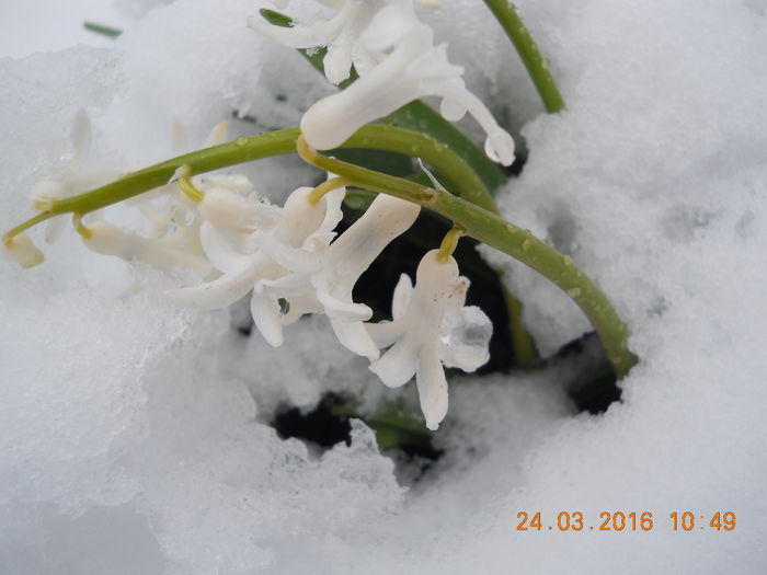 PADURE  2016 166