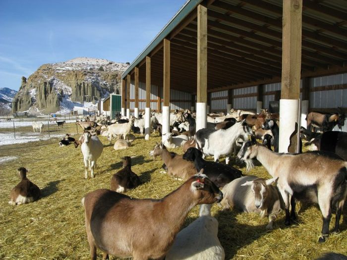 Capre si iar capre-gh765