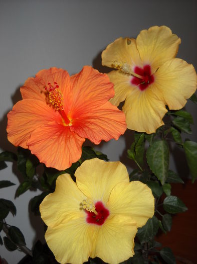 Hibiscus  grup