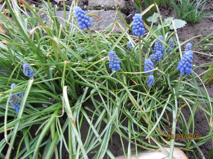 Muscari