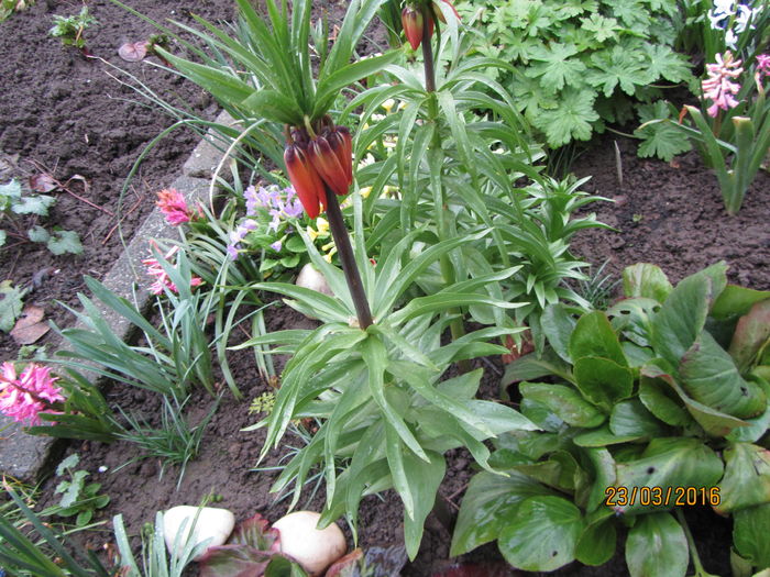 Fritillaria imperialis - Flori de gradina-2016-Primavara