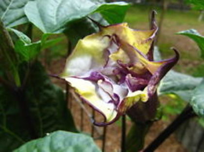 cream purple - DATURA SEMINTE 2023