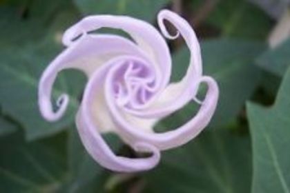 devil,s crop - DATURA SEMINTE 2023