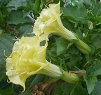 golden queen - DATURA SEMINTE 2023