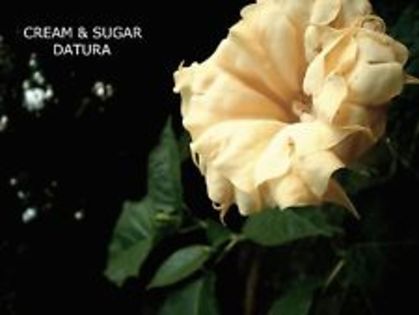 cream sugar - DATURA SEMINTE 2023