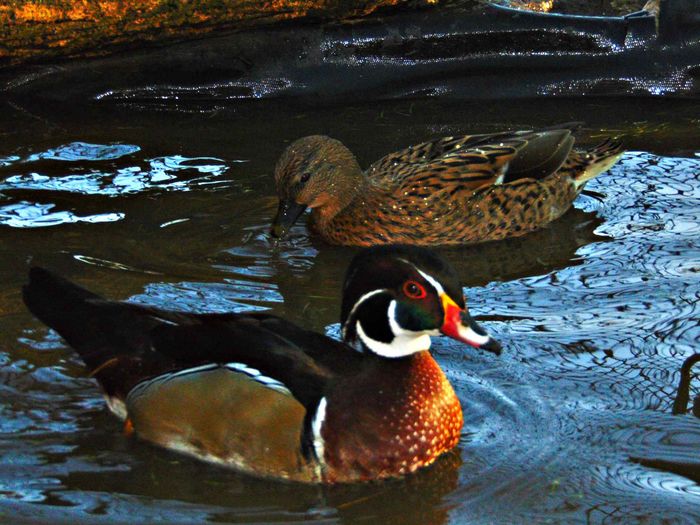 rate caroline - Rate caroline