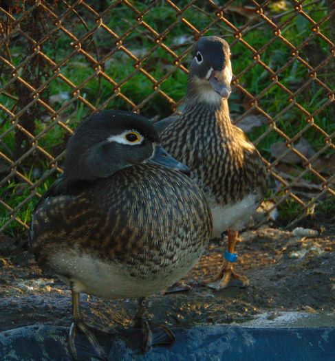 rate caroline si mandarine - Rate caroline