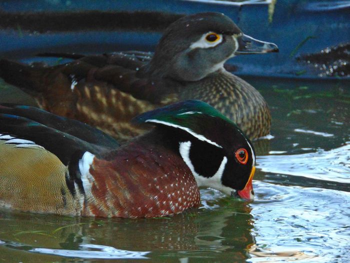 rate caroline - Rate caroline