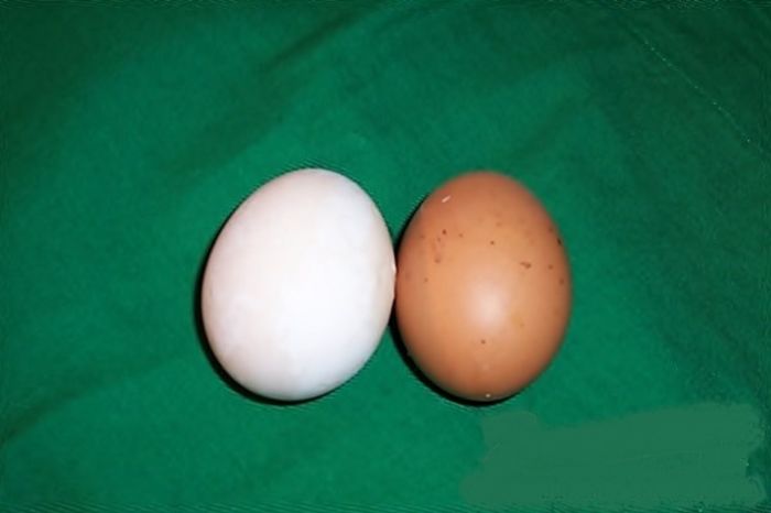 Albirea oului cu coaja maron - UTILE diverse-diverse aspecte