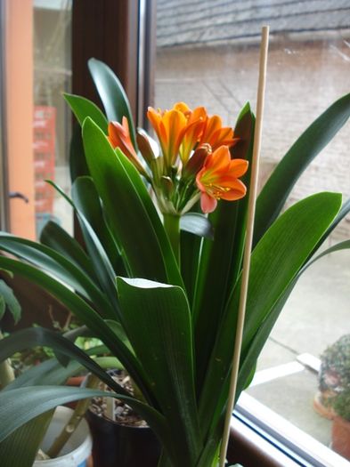 culorile lunii martie (2)