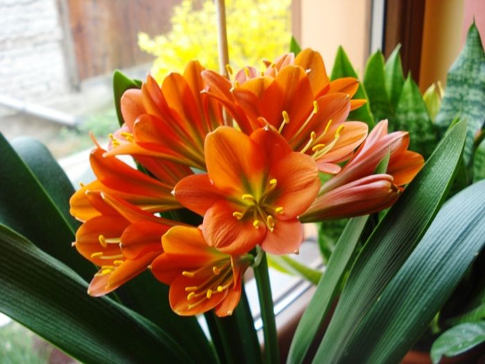 culorile lunii martie (3)