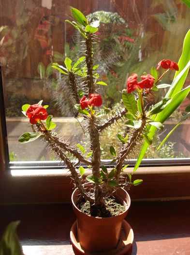 culorile lunii martie (6)