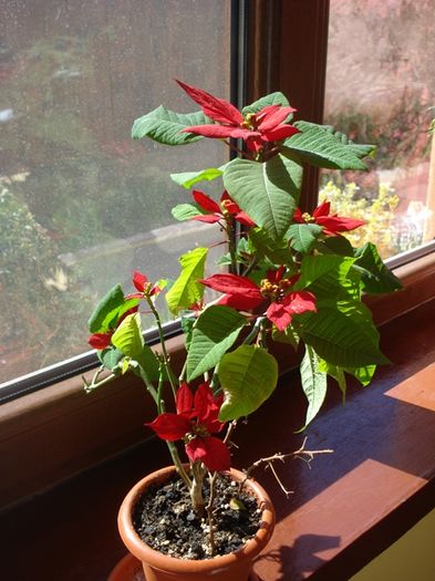 culorile lunii martie (7)