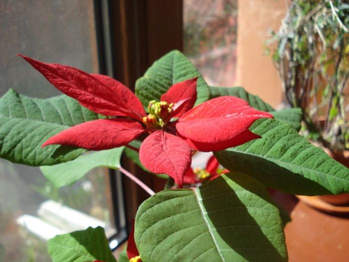 culorile lunii martie (8)