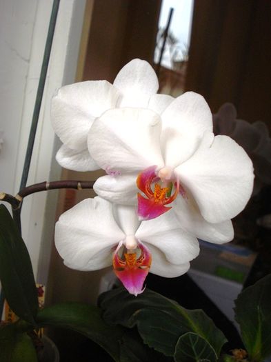 culorile lunii martie (10)