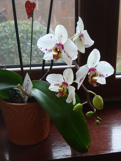 culorile lunii martie (12)