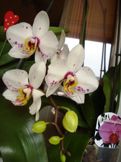 culorile lunii martie (13)