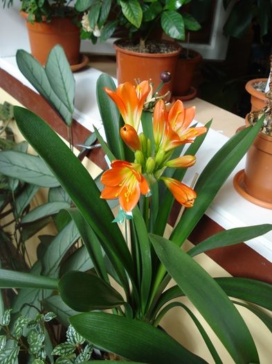 belgian orange GT, martie 2016 (1) - clivia in 2016