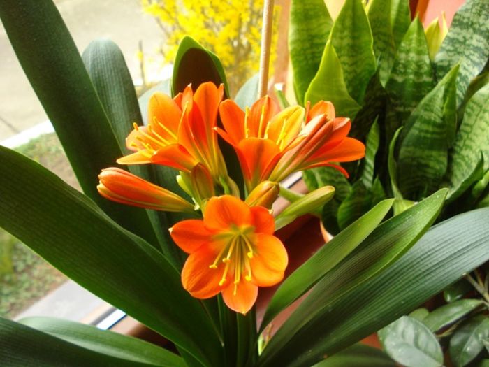 belgian orange GT, martie 2016 (2) - clivia in 2016