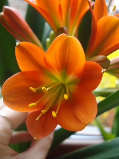 belgian orange GT, martie 2016 (3) - clivia in 2016