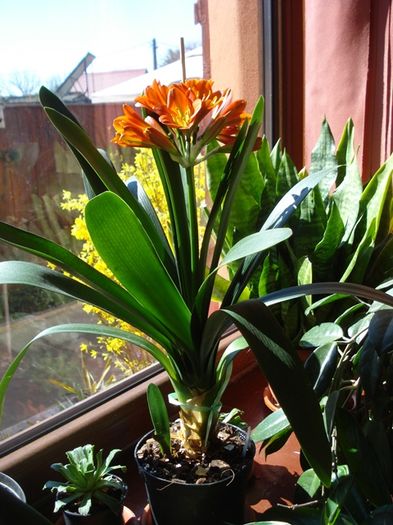 belgian orange GT, martie 2016 (6) - clivia in 2016