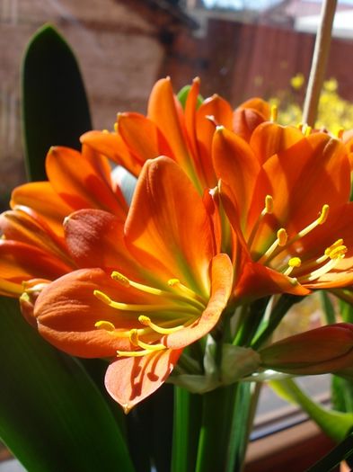 belgian orange GT, martie 2016 (8) - clivia in 2016