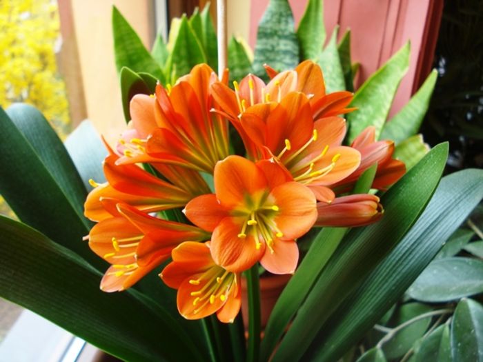 belgian orange GT, martie 2016 (12) - clivia in 2016