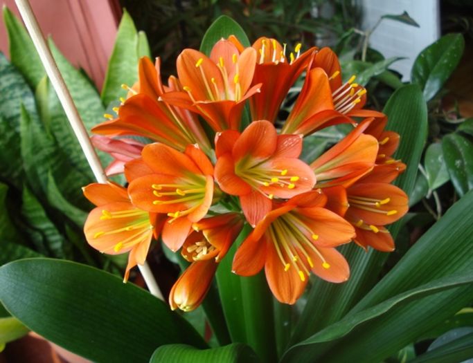 belgian orange GT, martie 2016 (14) - clivia in 2016