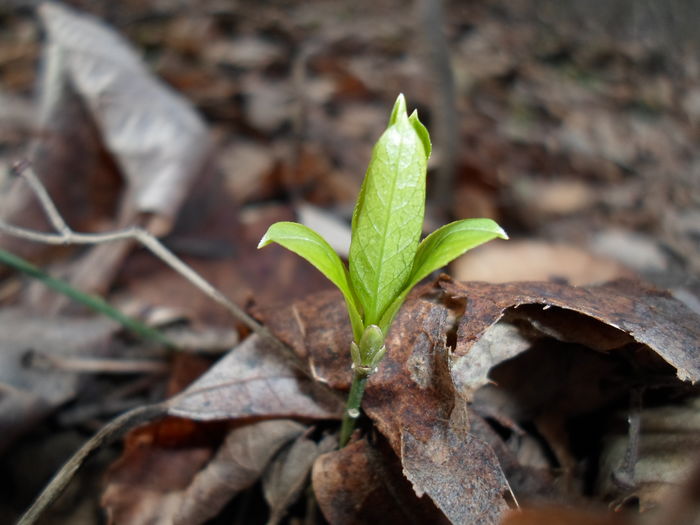 SAM_1057 - Natura close-up