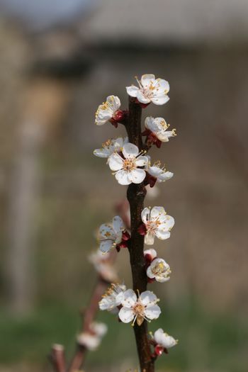 IMG_3995 - Boboci si flori martie 2016