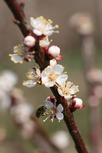 IMG_3993 - Boboci si flori martie 2016