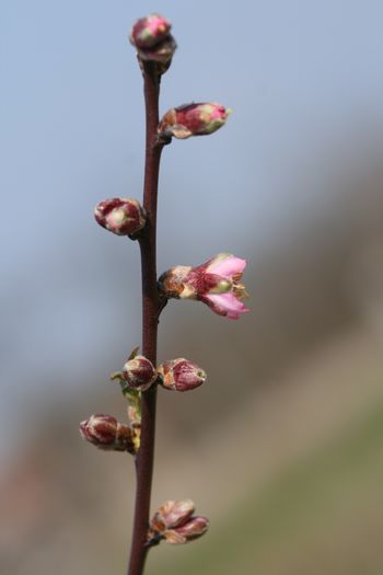 IMG_3986 - Boboci si flori martie 2016