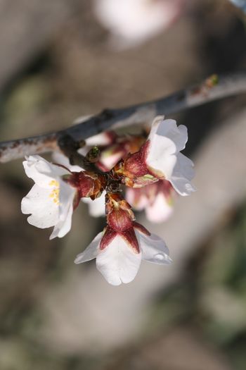 IMG_3982 - Boboci si flori martie 2016