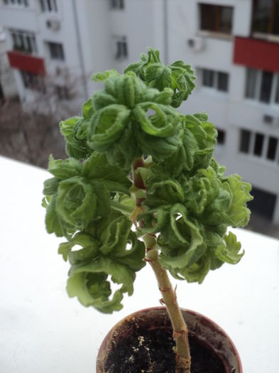 DSC09711 - 2016-Muscata ghemulet - Bonsai Lemon Tree