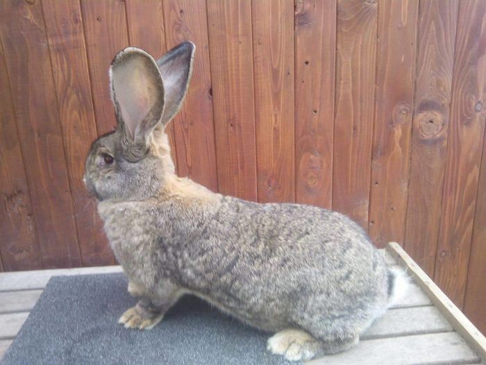 10926826_226853264331083_1126243115311834026_o